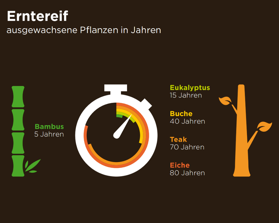 Bambus Wachstum